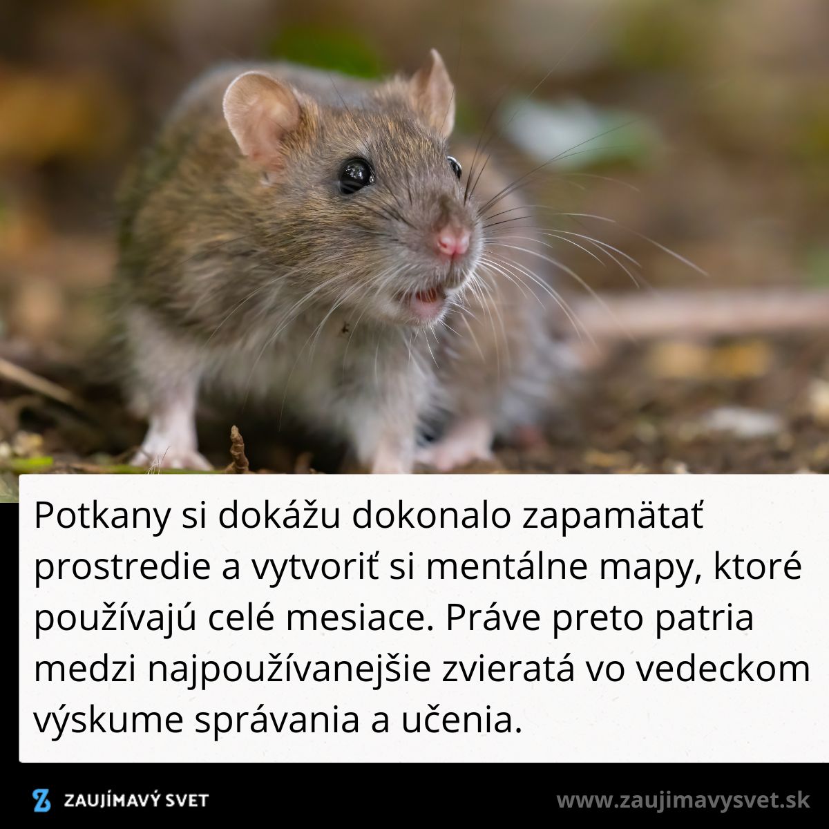 Potkan v prírode, symbol inteligencie a vedeckého výskumu správania.