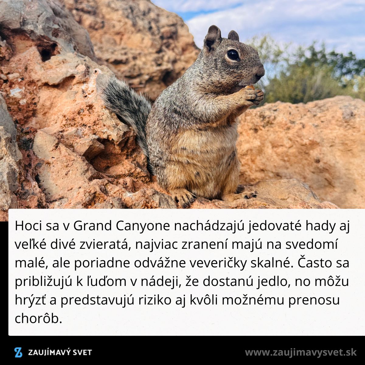 Odvážna veverička skalná v Grand Canyone. Pozor na možné uhryznutie a prenos chorôb!