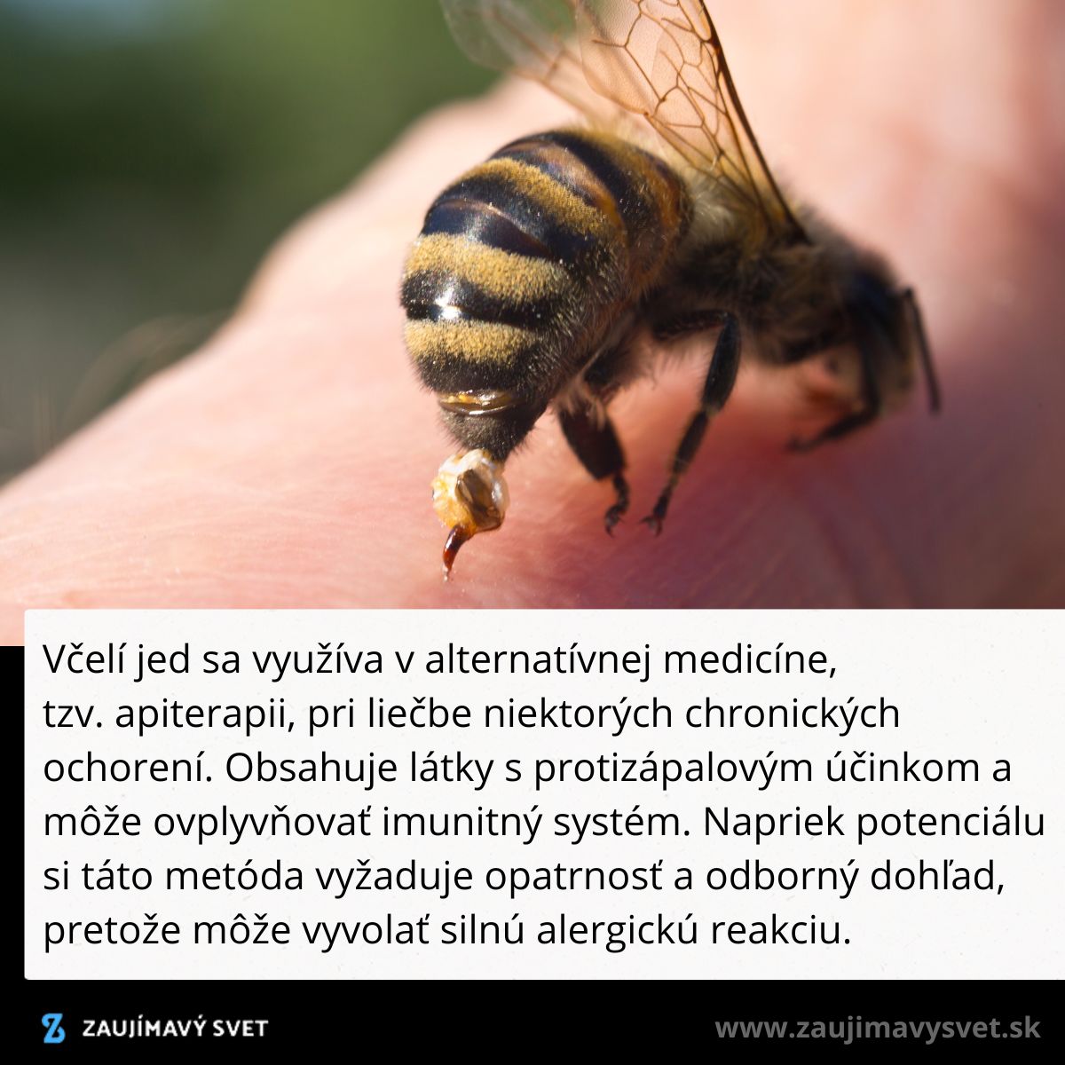 Včelia žihadlo na koži - apiterapia pri liečbe chronických ochorení, s protizápalovými účinkami a rizikami alergie.