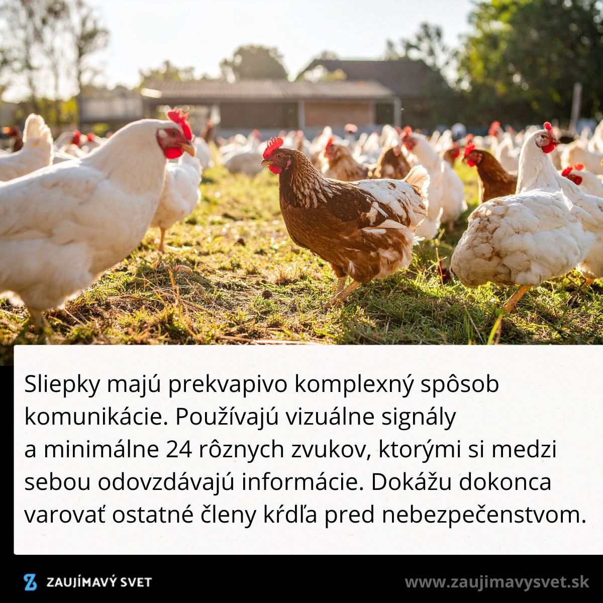 Skupina sliepok pokojne pasúcich sa na zelenej lúke počas slnečného dňa na vidieckom dvore.