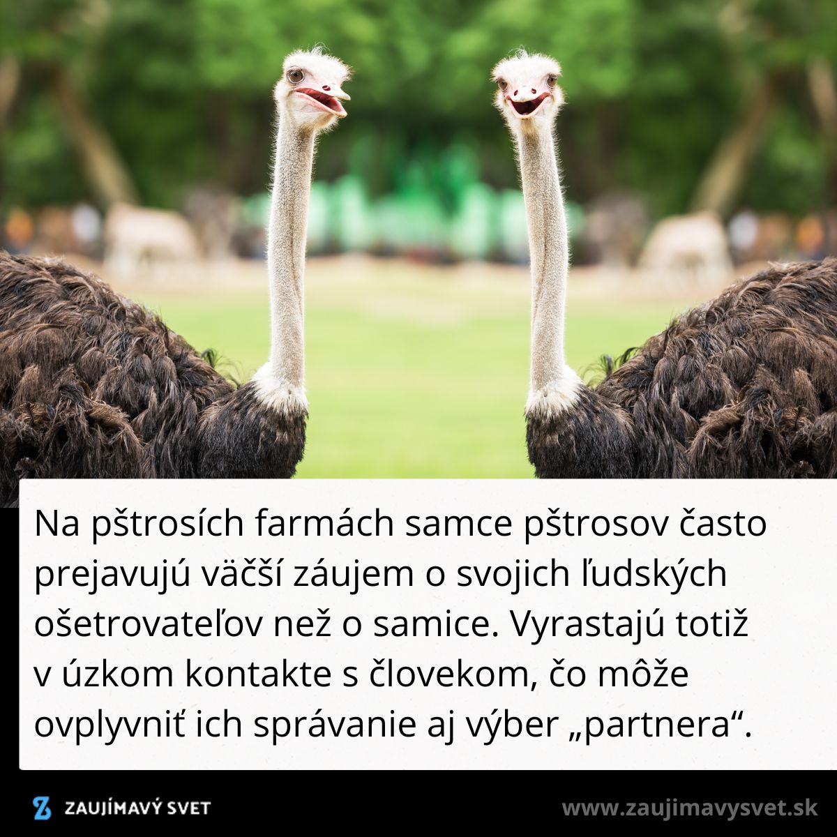 Dva pštrosy na farme, v popredí s prírodným pozadím; text o správaní samcov voči ľuďom.