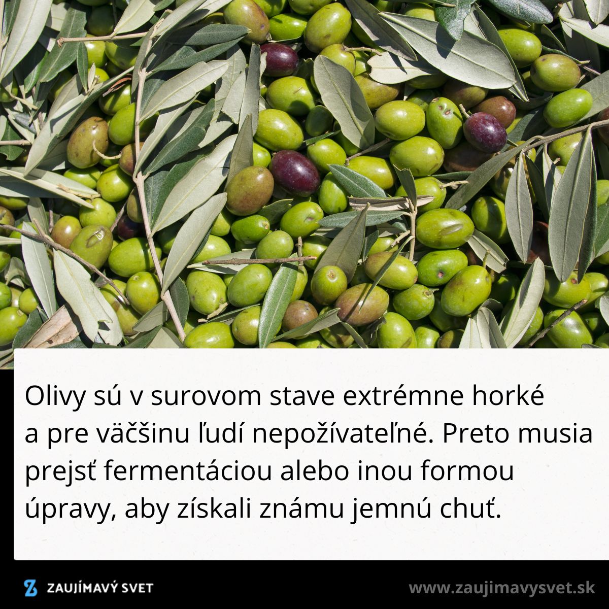 Čerstvé olivy a lístie na strome, pripravené na zber a ďalšie spracovanie.