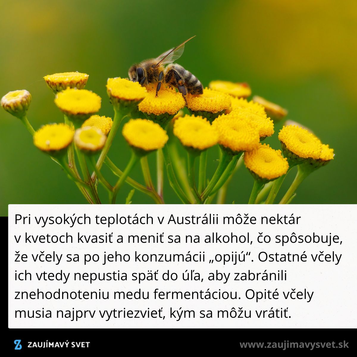 Včela na žltých kvetoch; fermentácia nektáru spôsobuje, že sa včely opíjajú a zabráni sa im vstup do úľa.
