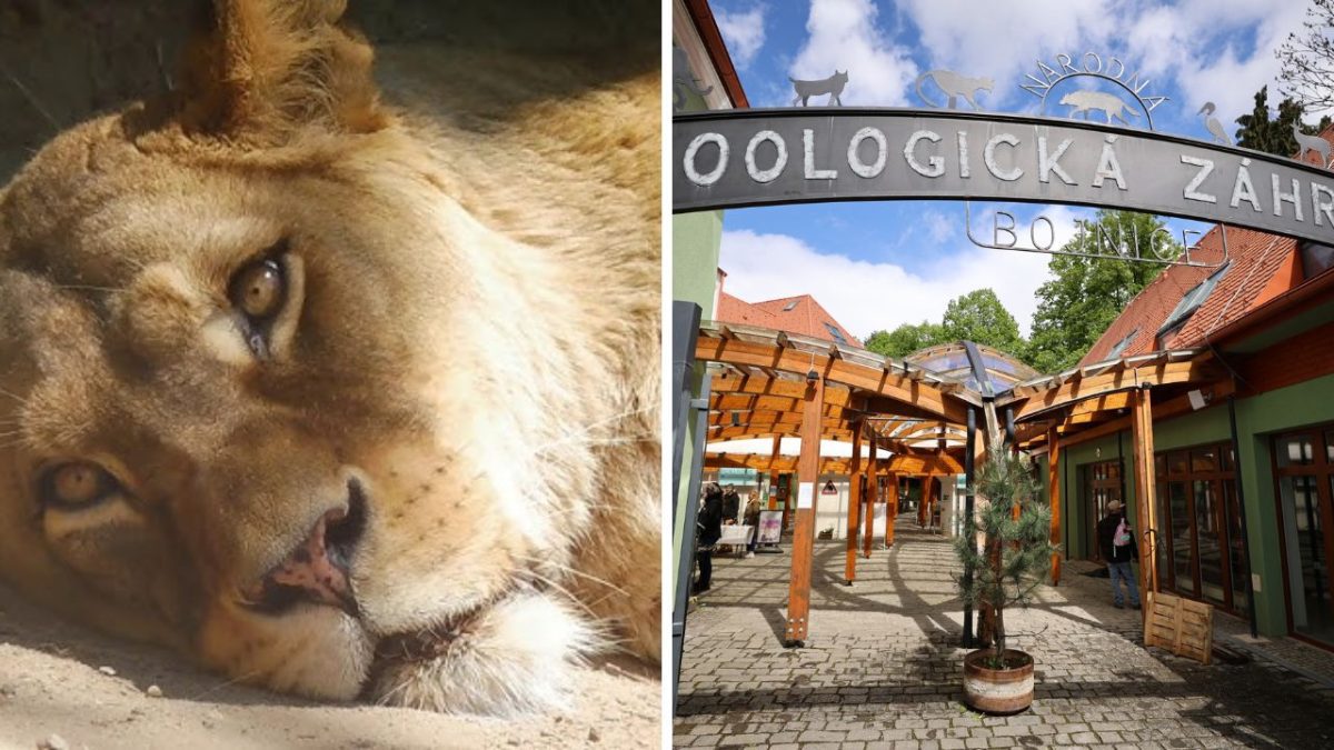 Lev oddychuje v slnečnom svetle v zoologickej záhrade Bojnice, Slovensko.