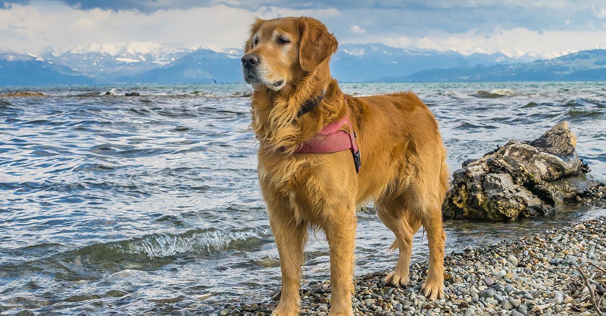 Zlatý retriever pri jazere s horami v pozadí, stojaci na kamenistej pláži s ružovým postrojom.