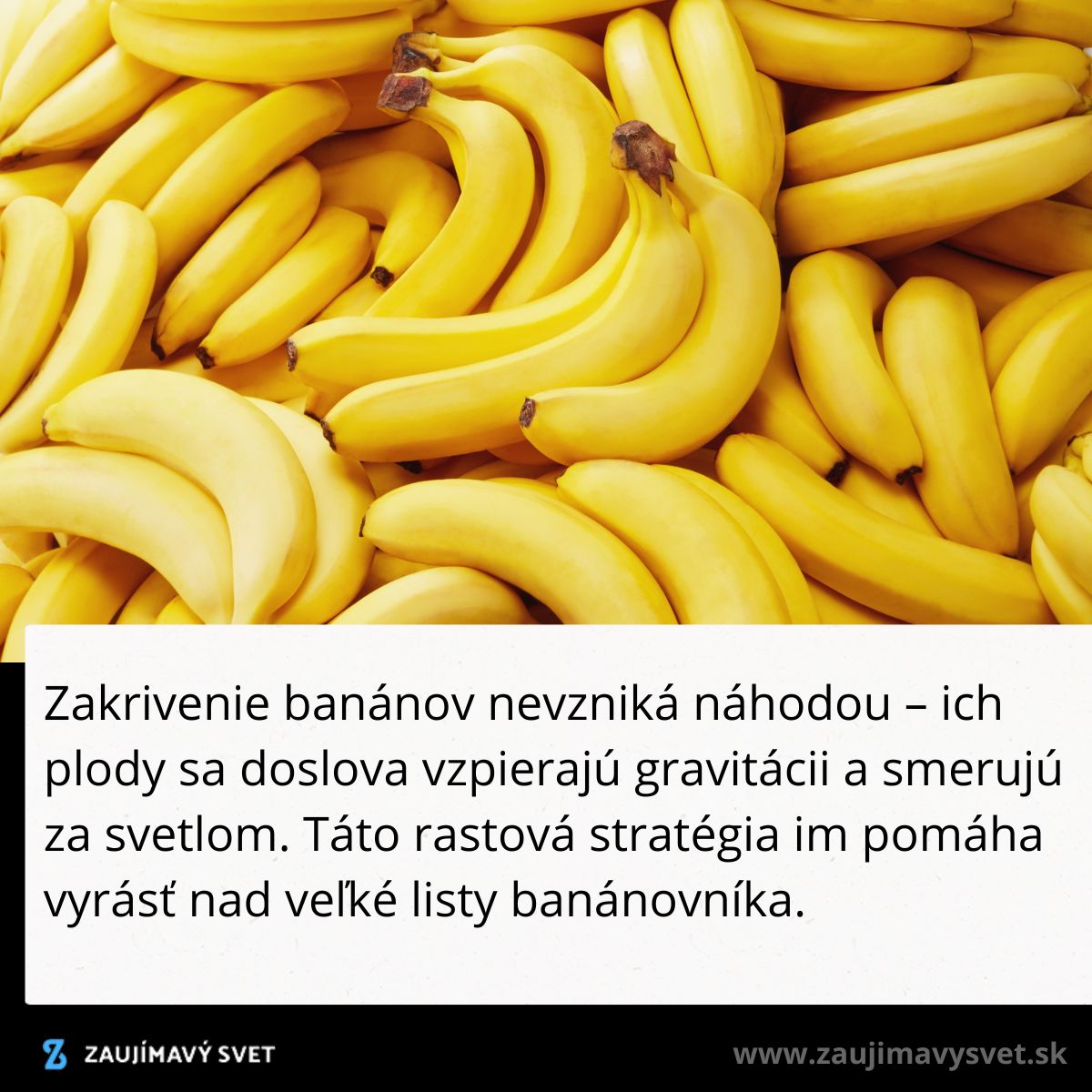 Čerstvé banány na seba naskladané, všetky majú typický zakrivený tvar smerujúci nahor k svetlu.