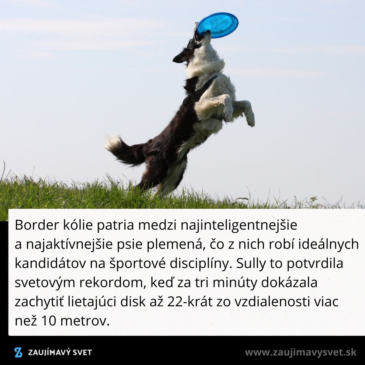 Border kólia skáče a chytá lietajúci disk vo vzduchu na zelenom trávniku.