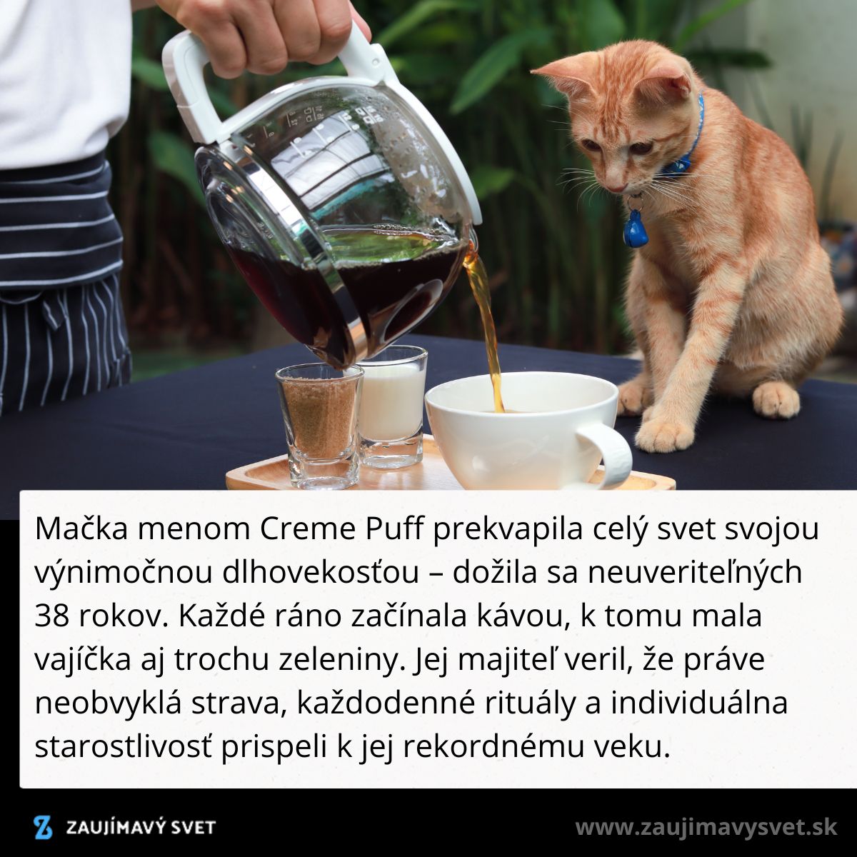 Mačka sleduje nalievanie kávy do šálky na stole s cukrom a smotanou vedľa.