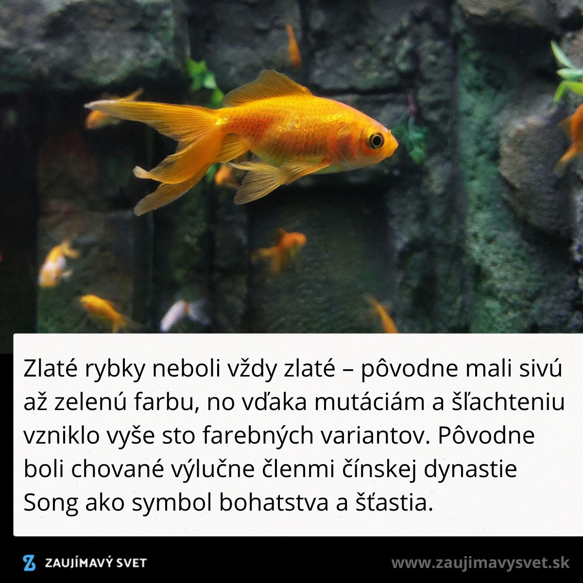 Zlatá rybka plávajúca v akváriu, pôvodne mala sivú až zelenú farbu, teraz je symbolom bohatstva a šťastia.