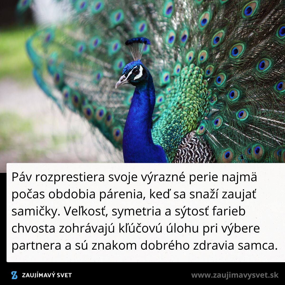 Páv s pestrofarebným chvostom vytvára ohromujúci vizuálny efekt počas párenia.