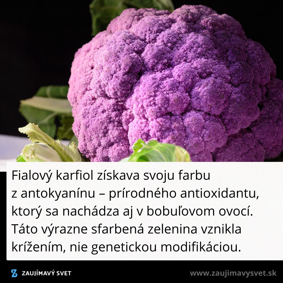 Fialový karfiol s lístím, farbený prirodzeným antioxidantým antokyanínom, na čiernom pozadí.