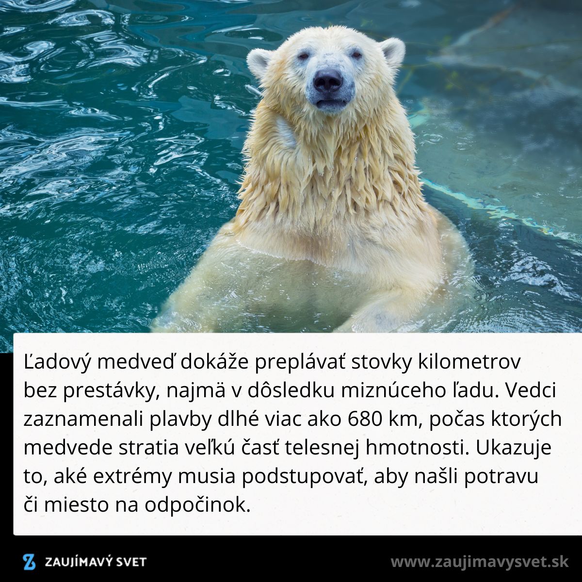 Ľadový medveď plávajúci vo vode, ukazujúci, aké vzdialenosti môže zdolať v dôsledku miznúceho ľadu.