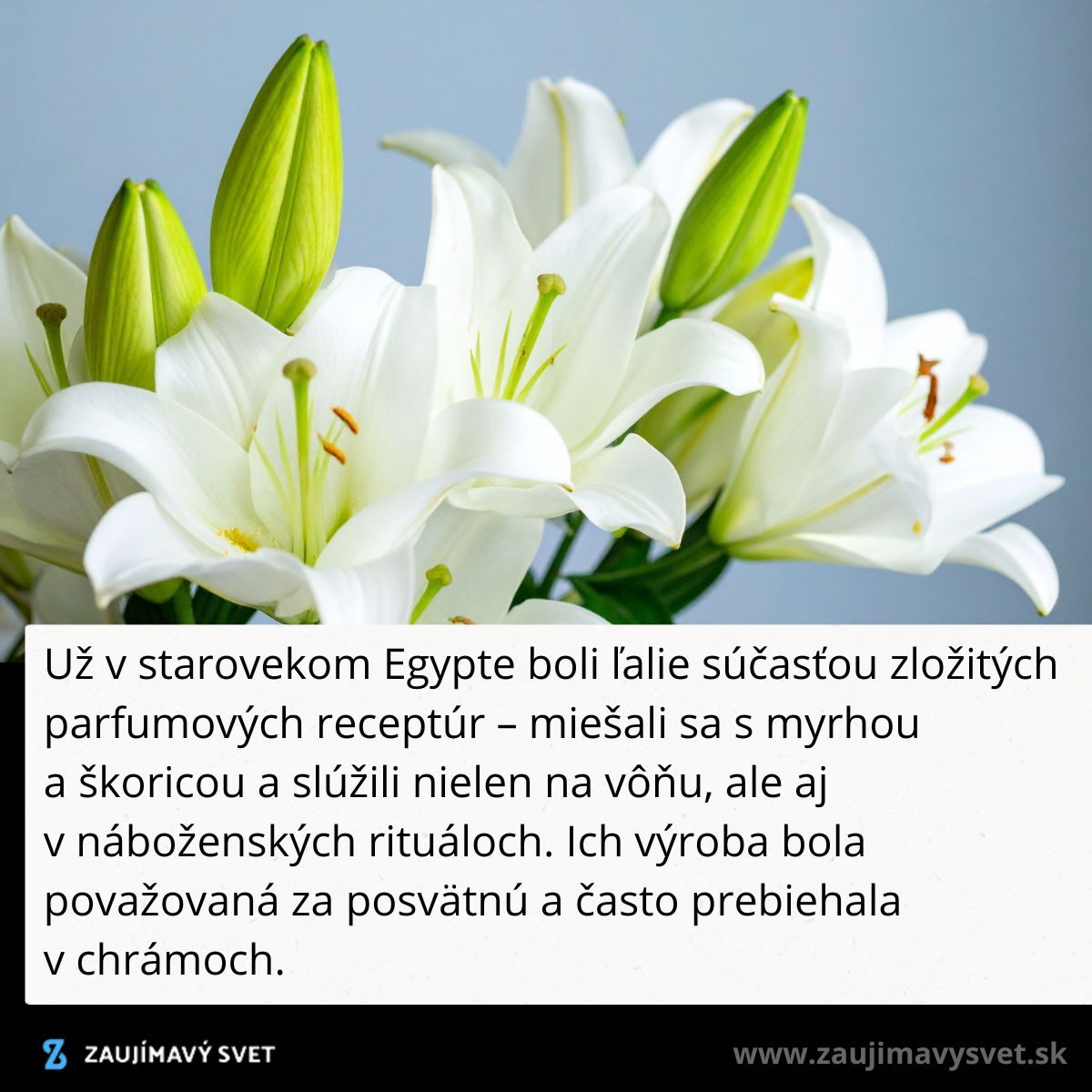 Biele ľalie s púčikmi na svetlom pozadí, symbol čistoty a duchovnosti.