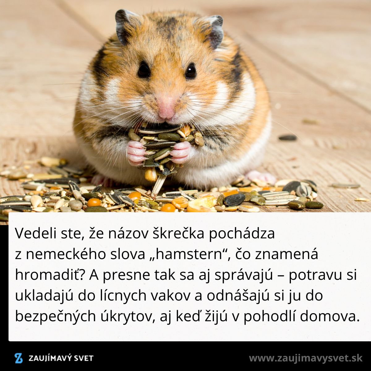 Škrečok s plnými lícnymi vakmi plnými semienok na drevenom povrchu.