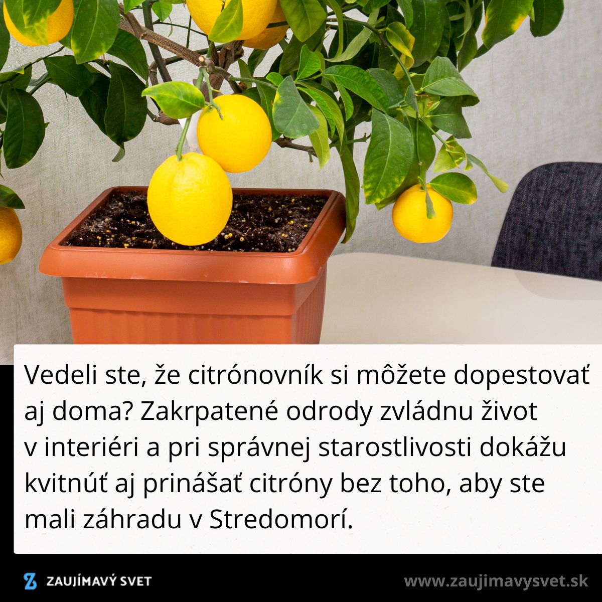 Citrónovník v kvetináči na stole, vhodný na pestovanie v interiéri bez potreby záhrady.