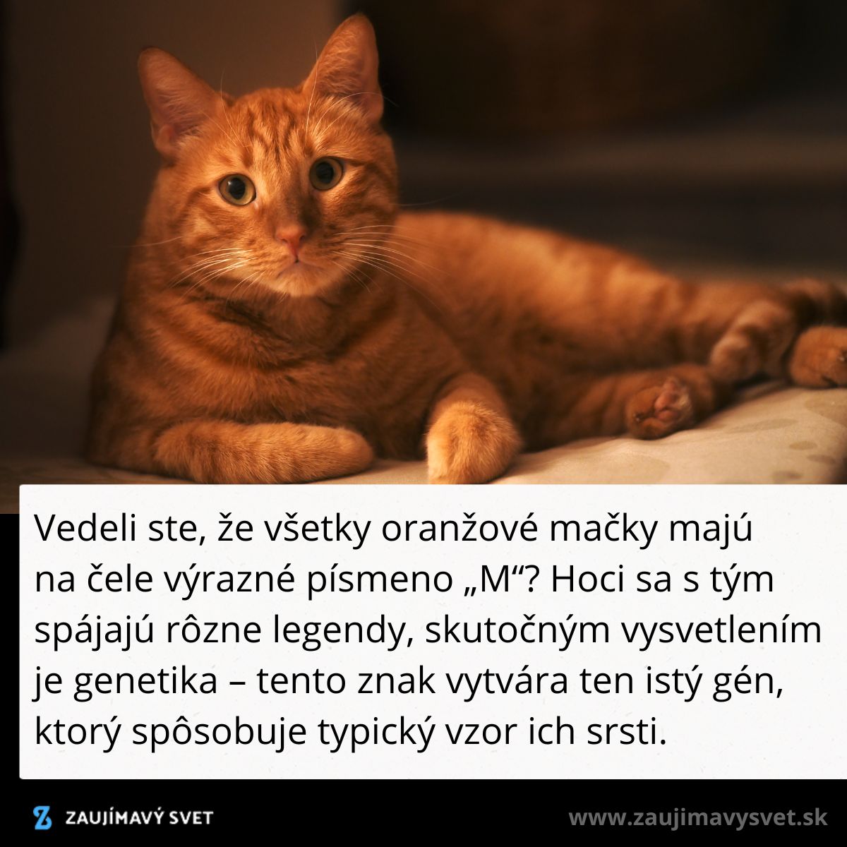 Oranžová mačka s „M“ na čele, symbol genetických znakov a legiend, odpočíva na podložke pri teplom osvetlení.