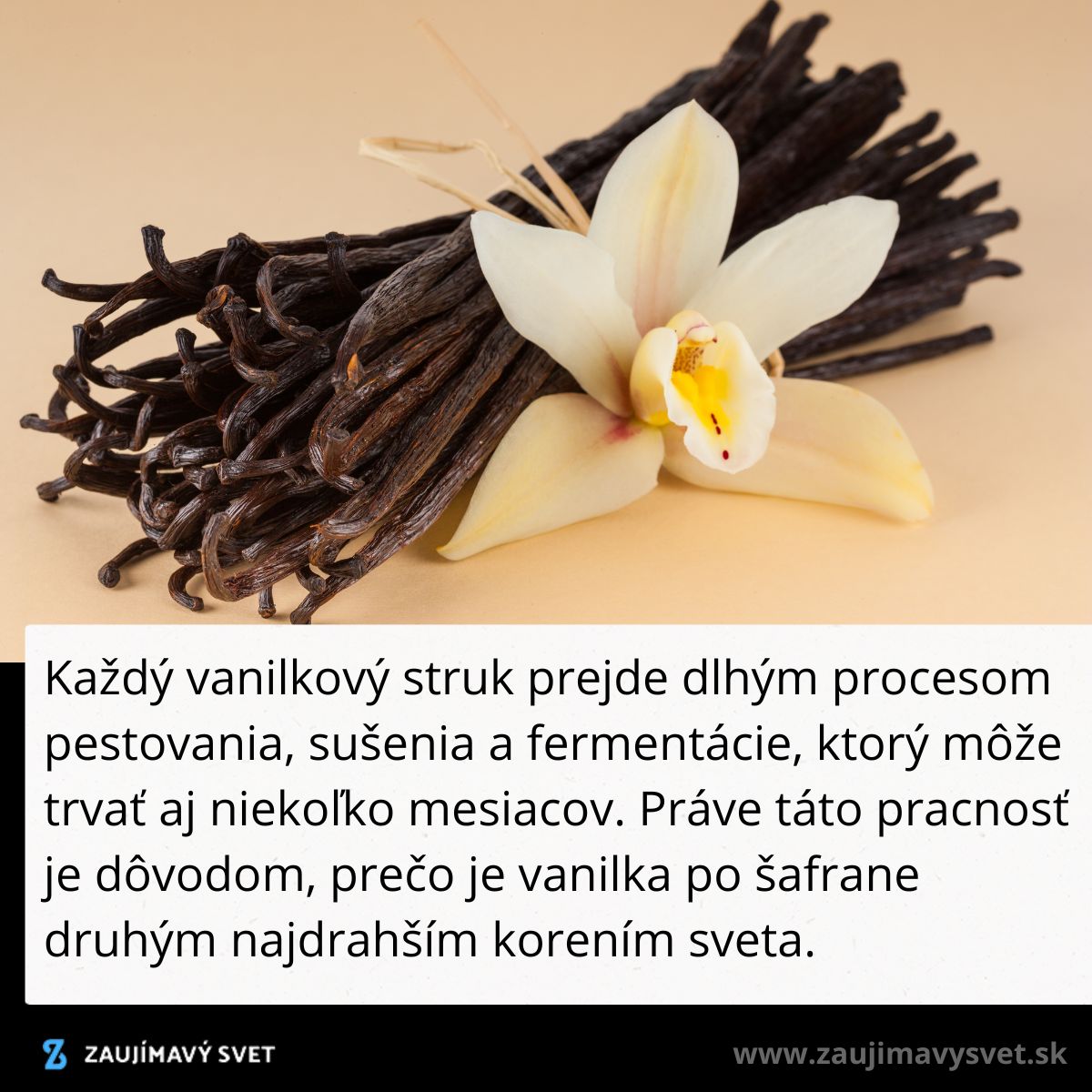Vanilkové struky a kvet na béžovom pozadí symbolizujúce dlhý proces spracovania a hodnotu vanilky.