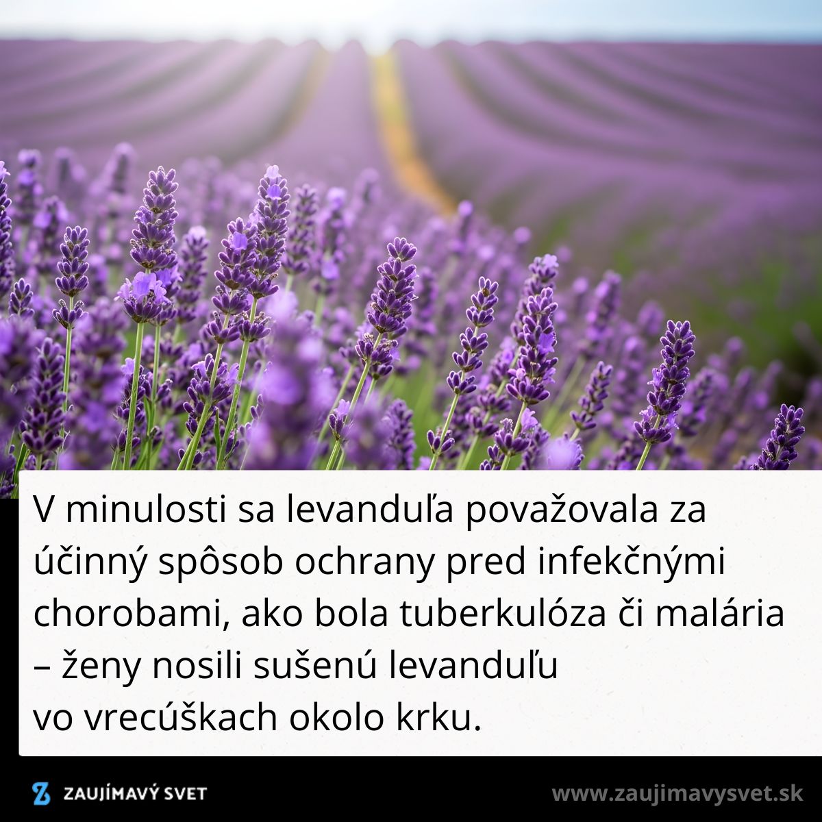 Levanduľa v plnom kvete na poli, historicky využívaná ako ochrana proti infekčným chorobám, ako je tuberkulóza.