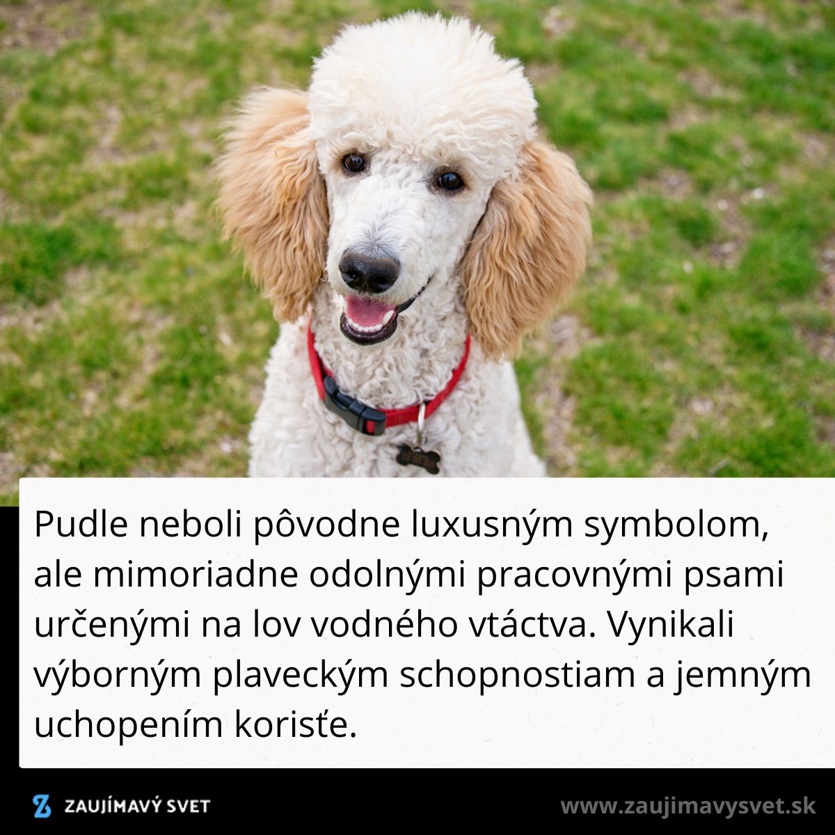 Pudel v parku na tráve, s červeným obojkom, historicky pracujúci pes na lov vodného vtáctva.