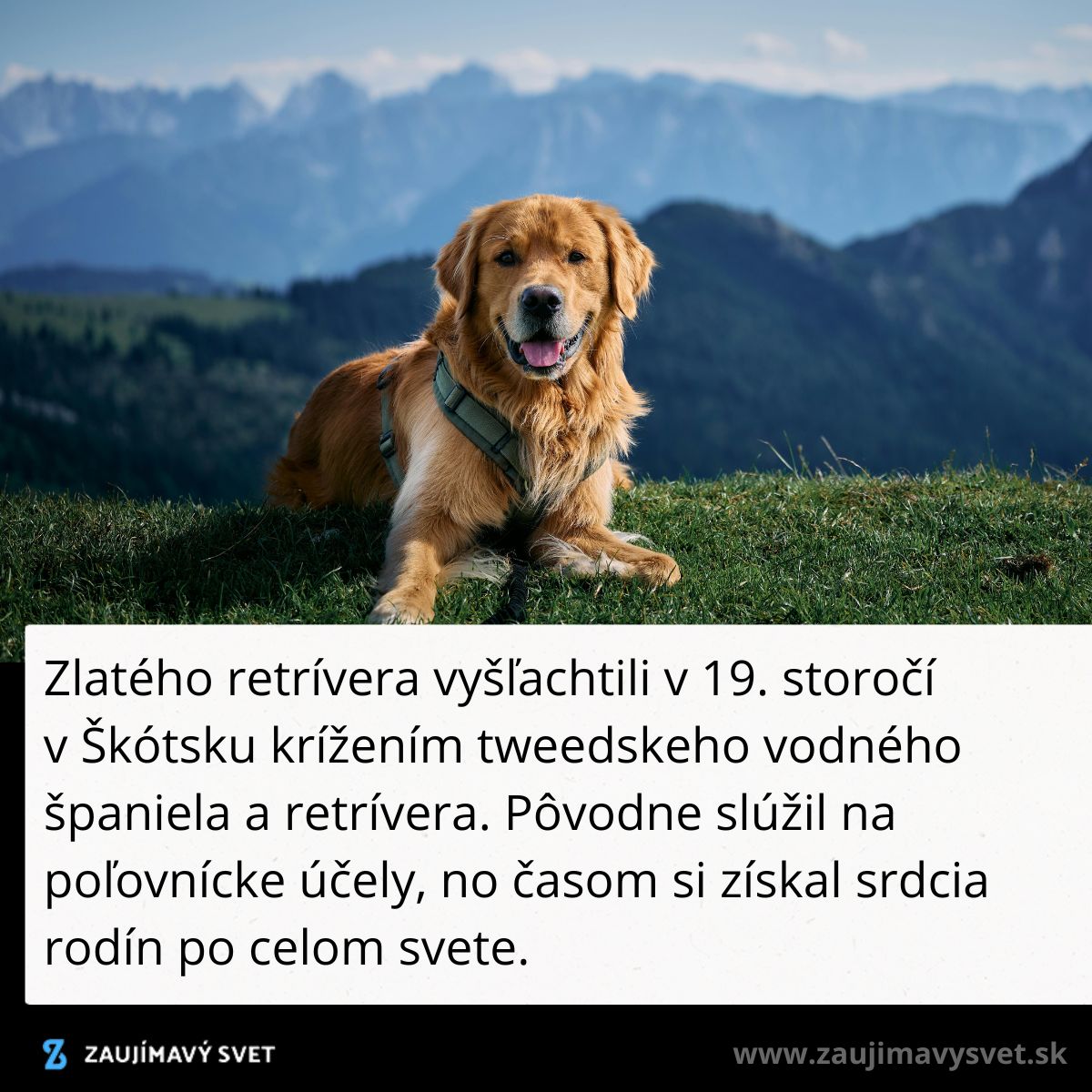Zlatý retríver leží na tráve s horským výhľadom, v popredí je s úsmevom na tvári, pripravený na dobrodružstvo.