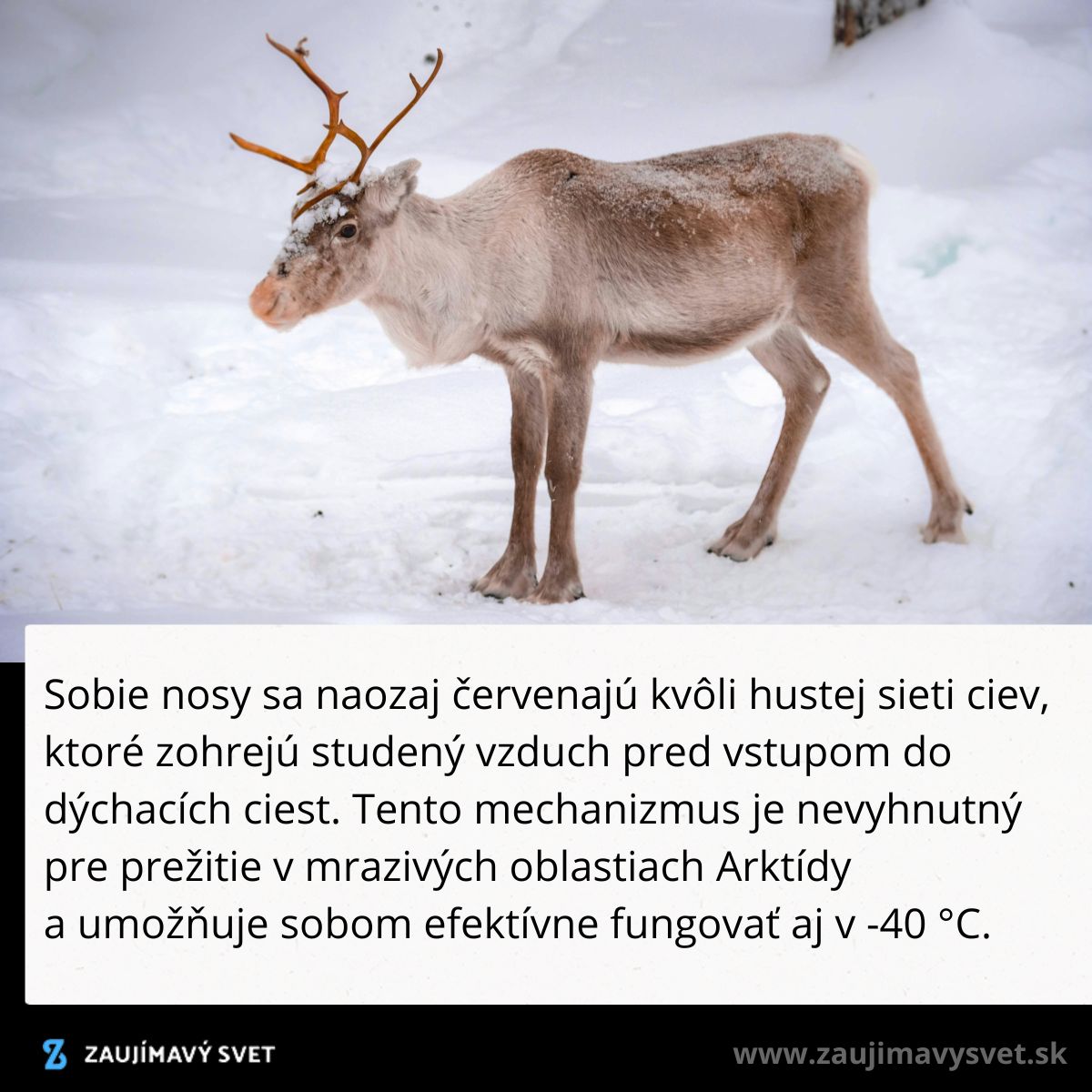 Sob v zasneženej krajine s červeným nosom pre lepšie prežitie v mrazoch Arktídy.