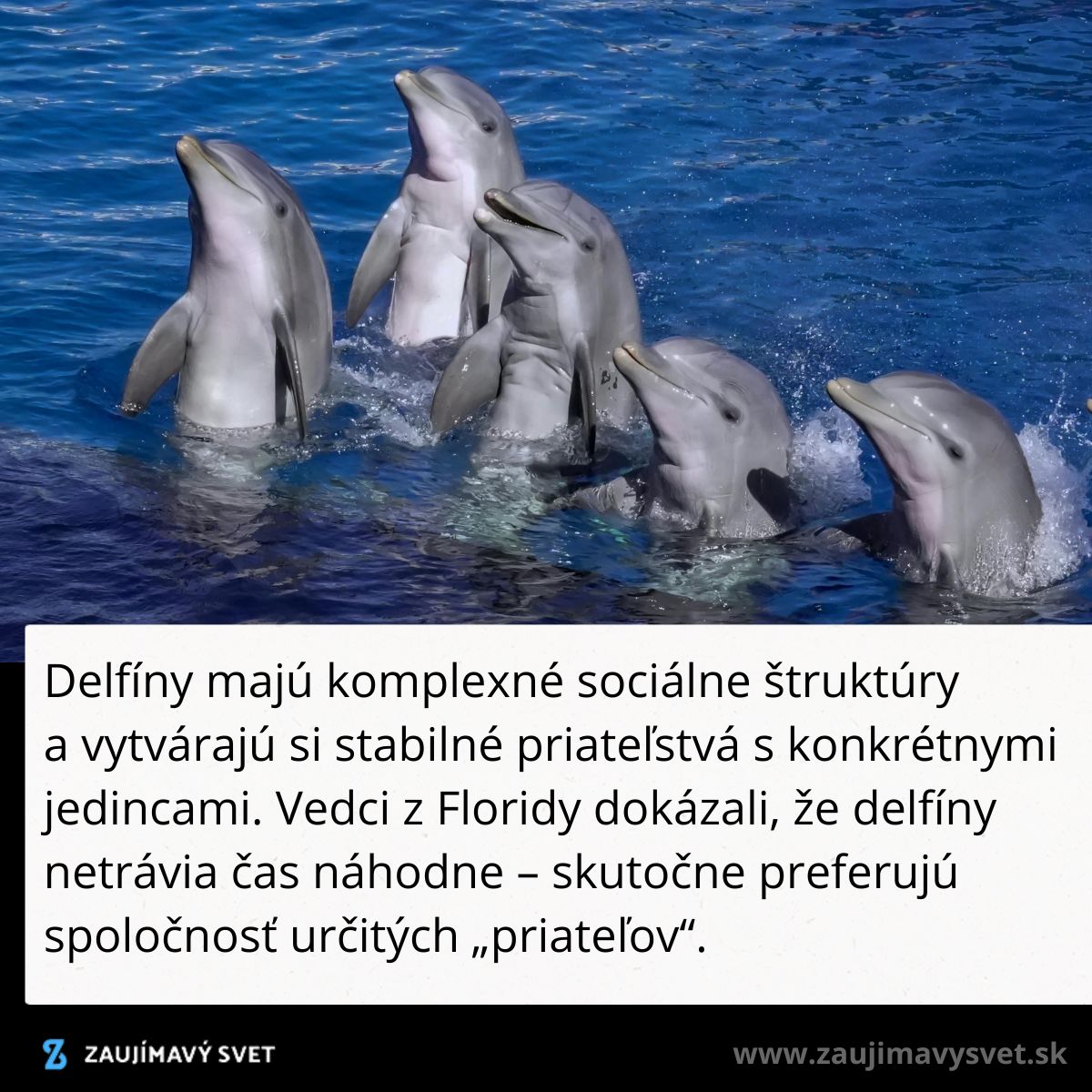 Delfíny skáčuce z vody, ukazujúc ich sociálne správanie a schopnosti vytvárať priateľstvá.