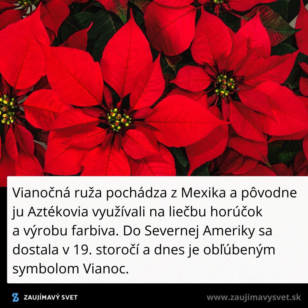 Vianočná ruža s červenými listami, pôvodne z Mexika, obľúbený symbol Vianoc.