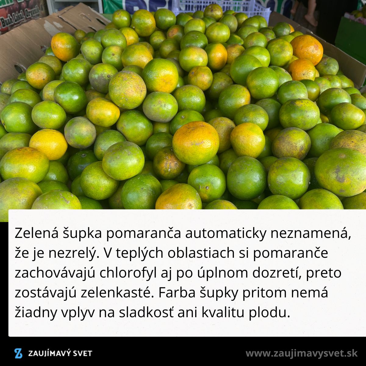 Zelené pomaranče na trhu; farba šupky neovplyvňuje sladkosť ani kvalitu.