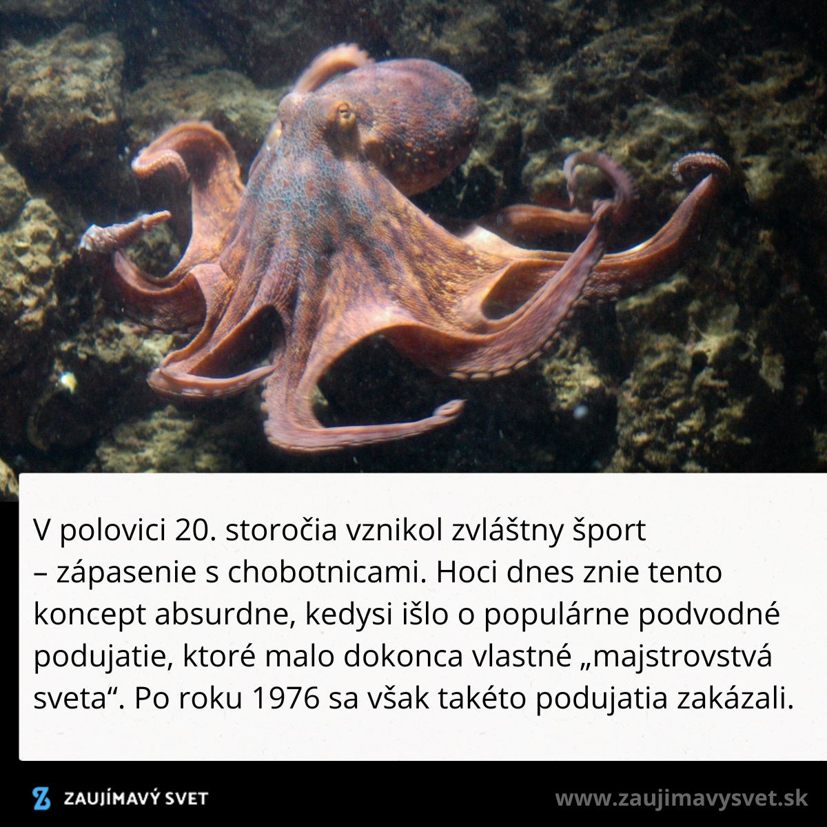 Chobotnica sa pohybuje vo vode; historické fakty o zvláštnom športe zápasenia s chobotnicami z 20. storočia.