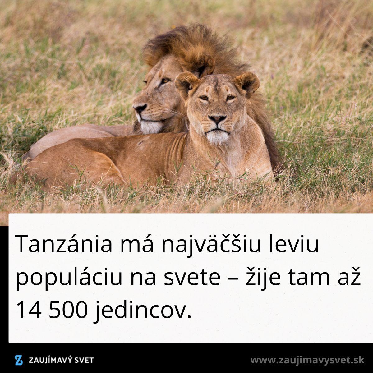 Dve levice odpočívajúce na tráve v savane. Tanzánia je domovom pre 14 500 levov.