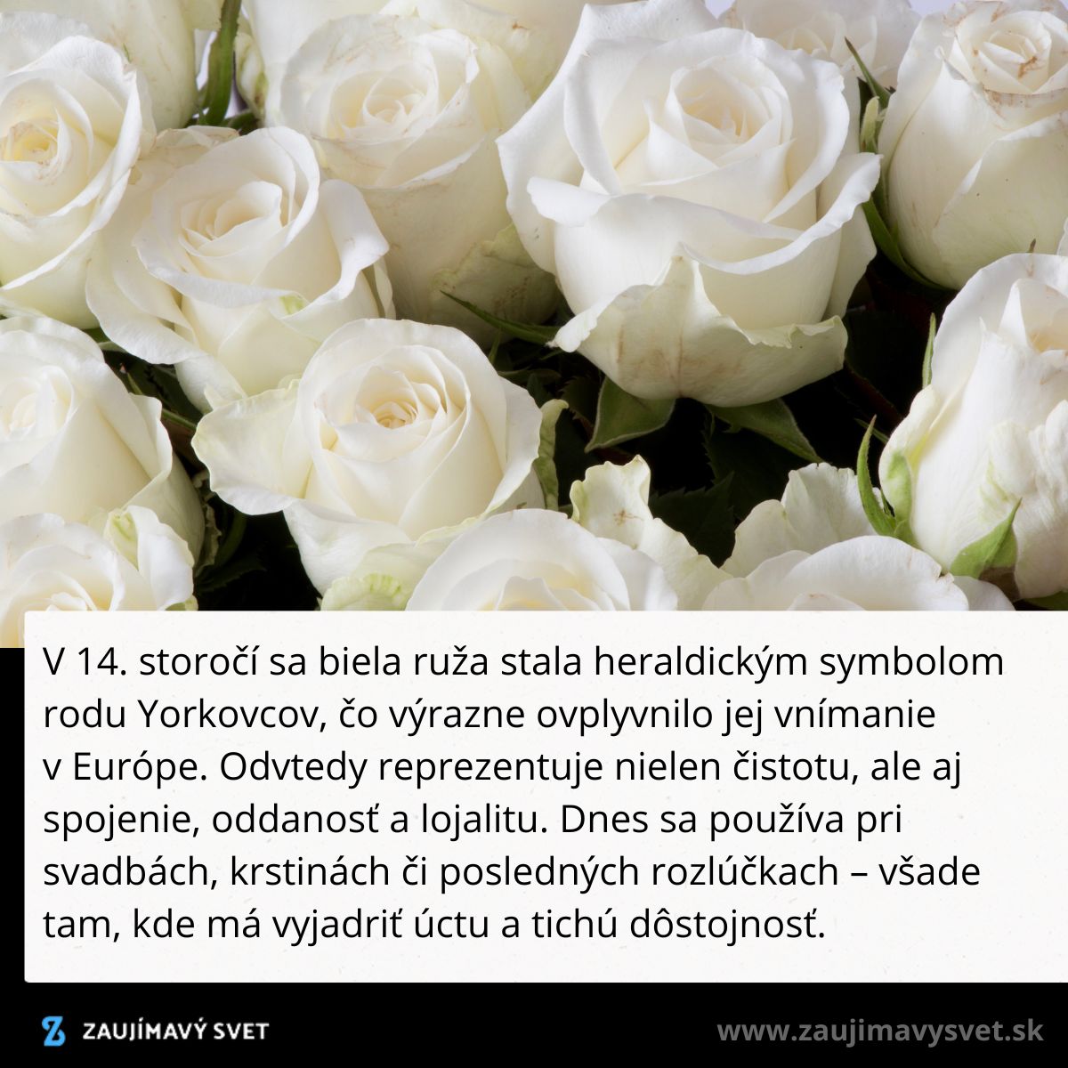 Kytica bielych ruží symbolizuje čistotu, lojalitu a úctu na svadbách, krstinách a rozlúčkach.