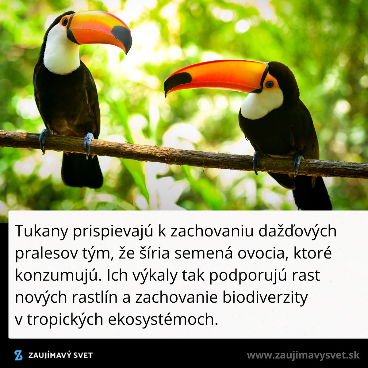 Dva tukany na vetve v dažďovom pralese s výraznými oranžovými zobákmi prispievajú k biodiverzite rozširovaním semien.