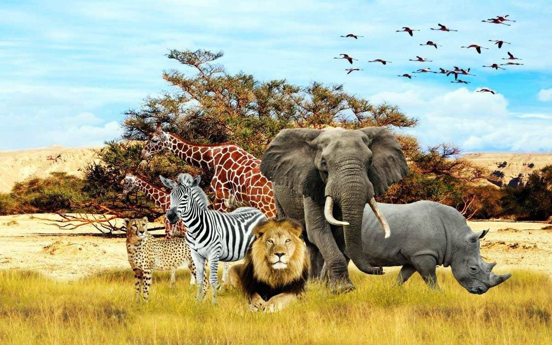 Africké zvieratá na savane: lev, žirafa, nosorožec, zebra, slon a gepard pred stromami a kŕdľom letiaceho vtáctva.