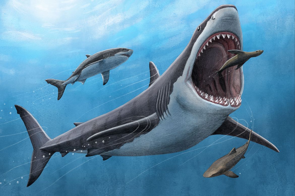 Ilustrácia obrovského žraloka loviaceho menšiu rybu v oceáne, modré pozadie mora.
