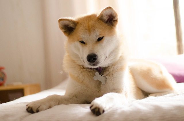 Pes plemena Shiba Inu relaxuje na posteli v útulnej miestnosti so zlatistým svetlom.