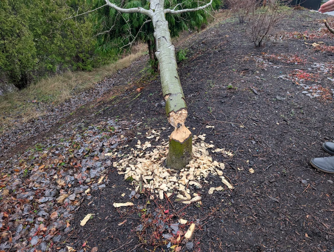 Strom padol na zem, odrezaný pri koreni. Štiepky a vlhké lístie na svahovitom teréne v pozadí.