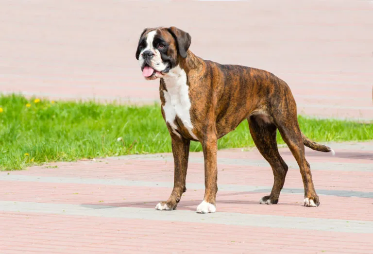 Hnedo-biely boxer pes stojí na chodníku vedľa zelene, vyplazuje jazyk a sleduje okolie.