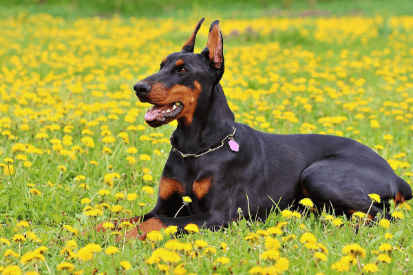 Čierny doberman leží v rozkvitnutej lúke plnej púpav, oddychuje na slnku s ešte otvorenou tlamou.