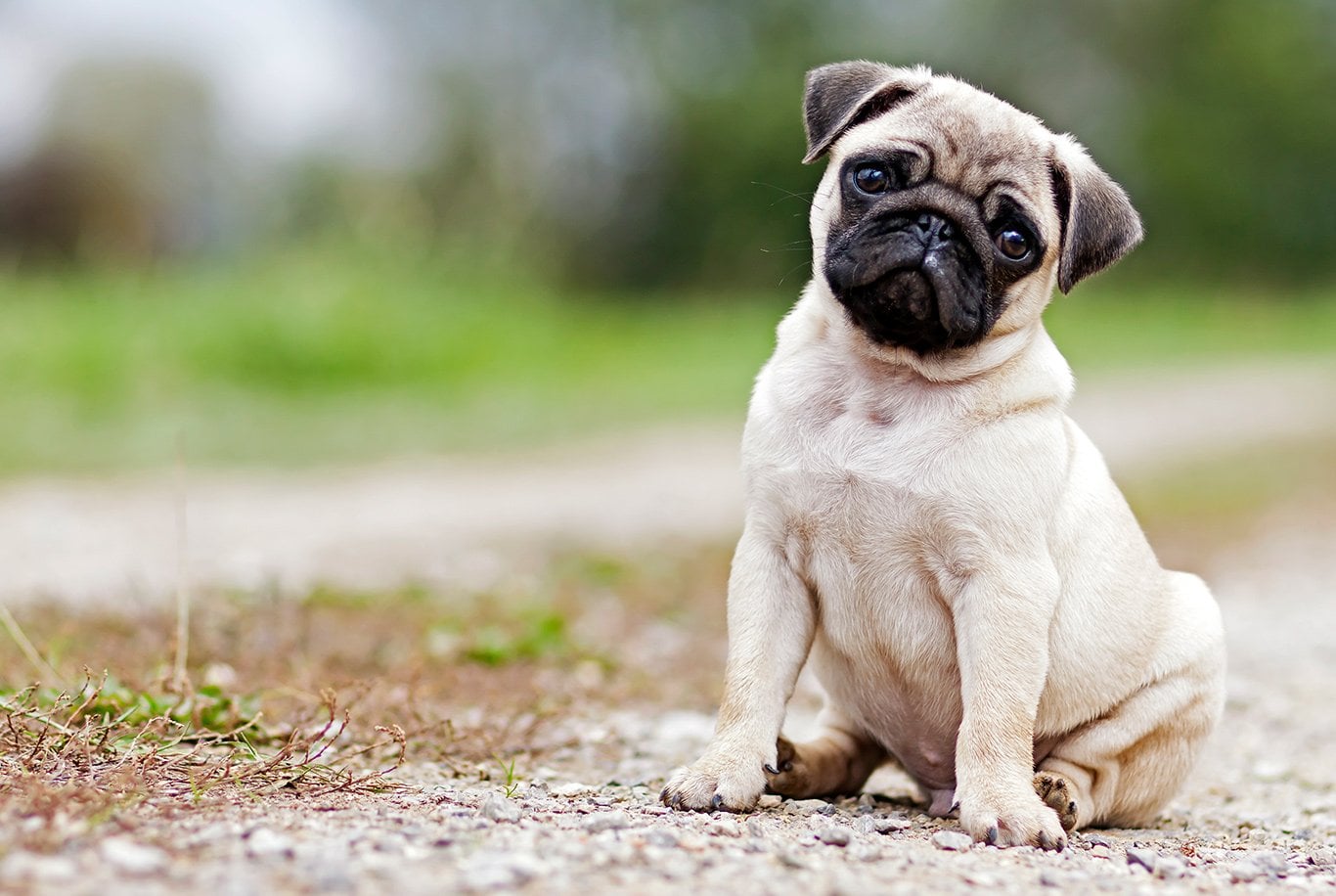 Roztomilý mops šteniatko sedí na prašnej ceste, pozerá s naklonenou hlavou. Zelené pozadie.