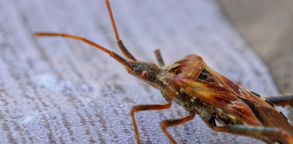 Makrofotografia chrobáka na drevenom povrchu, detailne zobrazuje jeho tykadlá a oči.
