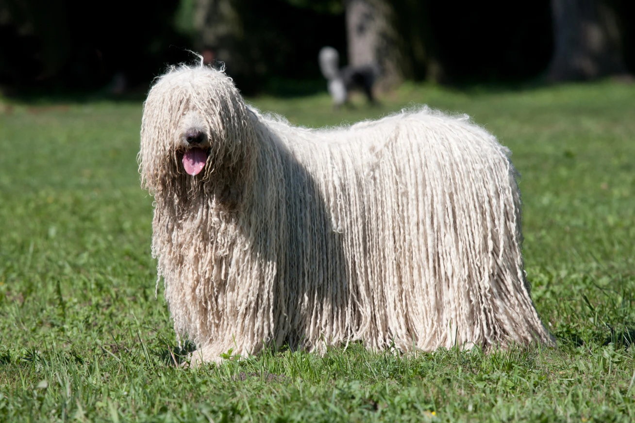 Pes komondor s hustou bielou srsťou stojí na tráve v parku, vyplazený jazyk.