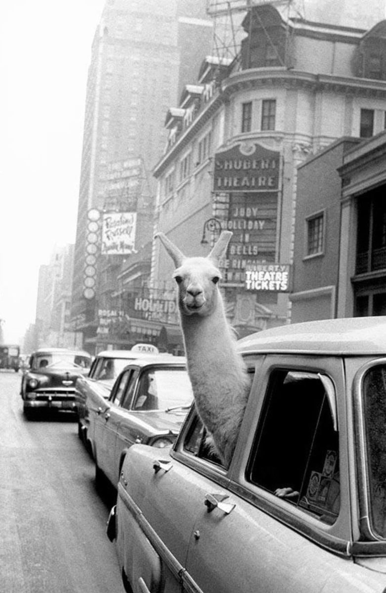 Lama vykúka z okna auta na rušnej ulici v meste, historická čiernobiela fotografia plná kúzla a humoru.