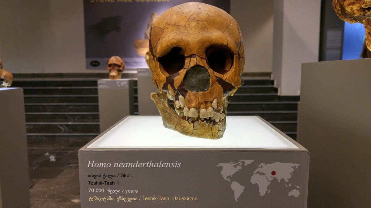 Lebka neandertálca vystavená v múzeu; miesto nálezu: Teshik-Tash, Uzbekistan; vek: 70 000 rokov.