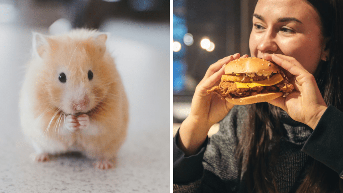 Zlatý škrečok sedí na stole; žena si vychutnáva hamburger v reštaurácii.