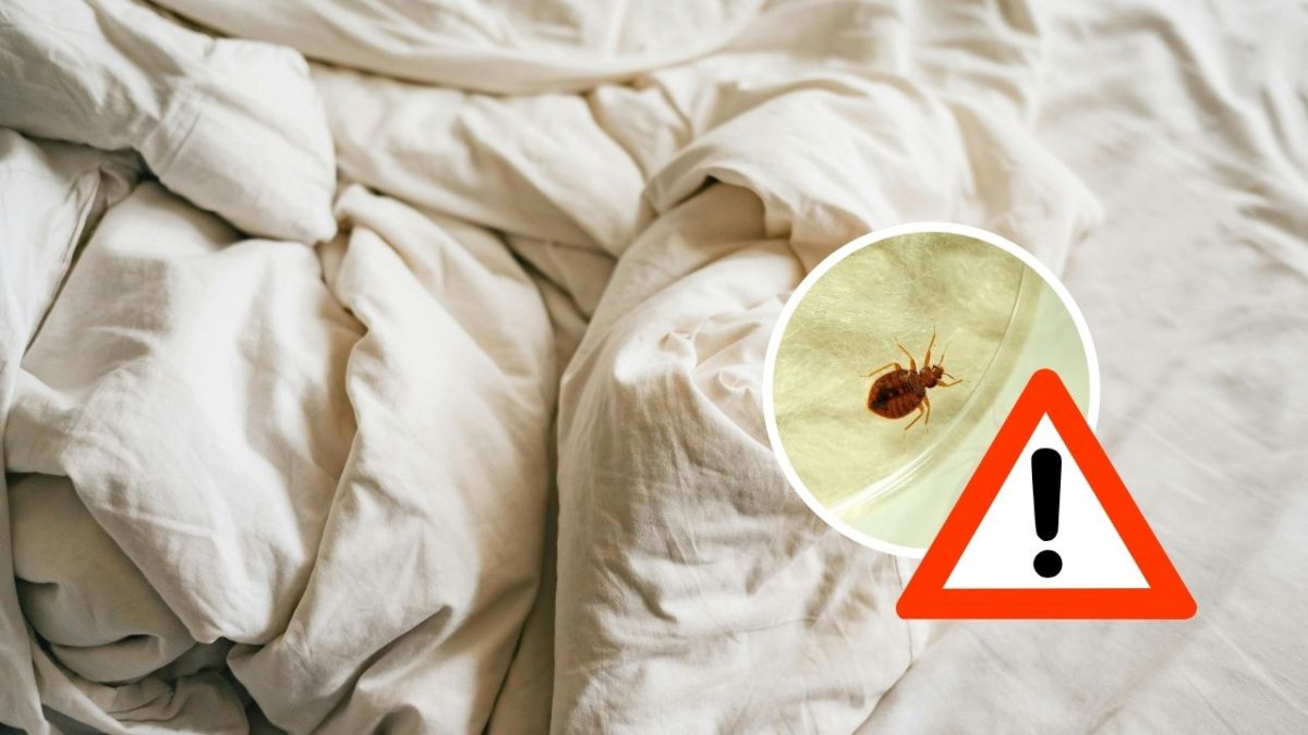 Biele posteľné prádlo s lupou zameranou na plošticu, varovný symbol.