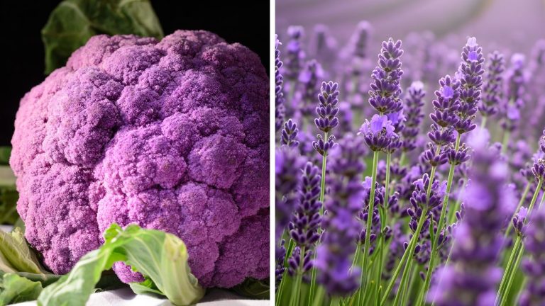 Fialový karfiol vedľa levandule na záhrade, oba v odtieňoch fialovej. Zdravá zelenina a aromatická kvetina spolu.