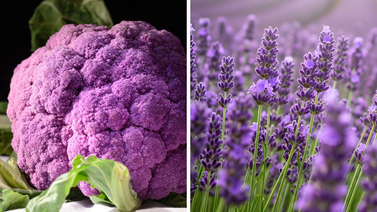 Fialový karfiol vedľa levandule na záhrade, oba v odtieňoch fialovej. Zdravá zelenina a aromatická kvetina spolu.