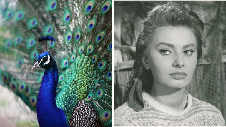 Páv so vzpriameným chvostom a čiernobiela fotografia ženy, pohľad na krásu prírody a retro šarm.