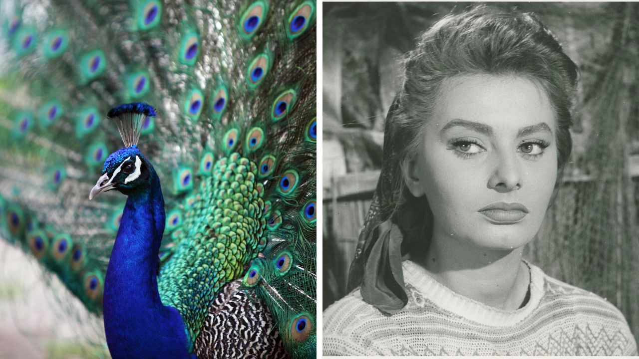 Páv so vzpriameným chvostom a čiernobiela fotografia ženy, pohľad na krásu prírody a retro šarm.
