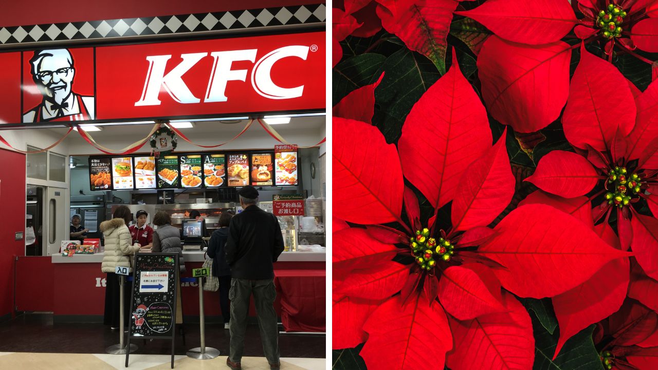 Zákazníci v reštaurácii KFC pri pulte a červené vianočné kvety poinsettie.
